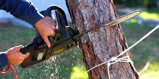 Best Storm Damage Tree Cleanup  in Ferdand, IN