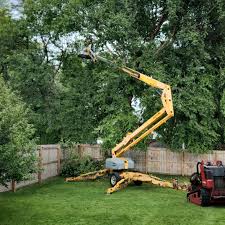 Best Hedge Trimming  in Ferdand, IN