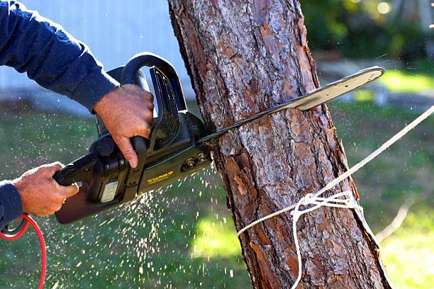 Best Fruit Tree Pruning  in Ferdand, IN