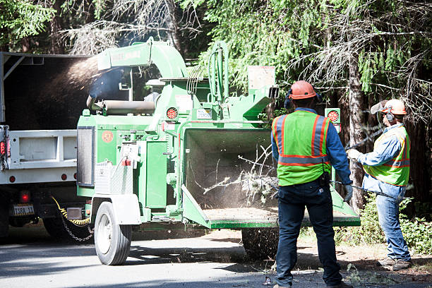 Reliable Ferdinand, IN Tree Care Solutions