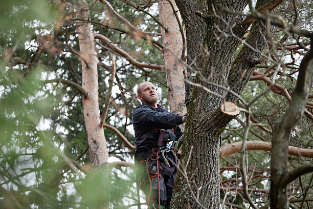 Best Tree Maintenance Programs  in Ferdand, IN