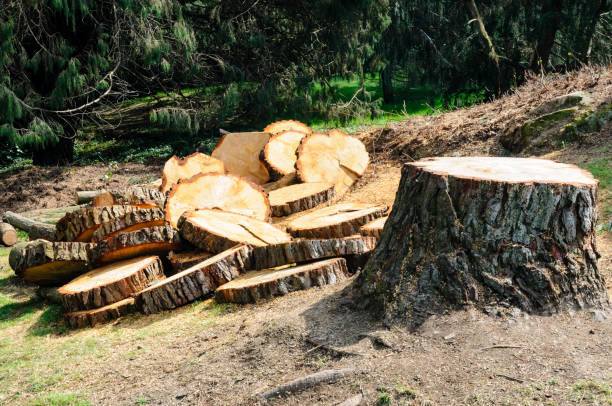 How Our Tree Care Process Works  in  Ferdinand, IN